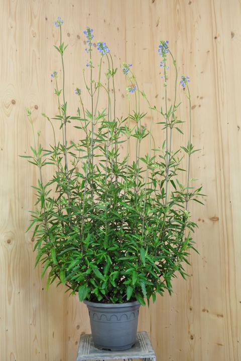 Image du produit Säntispracht La sauge poivrée bleu azur - Salvia uliginosa 'Ballon Azur (110 cm)