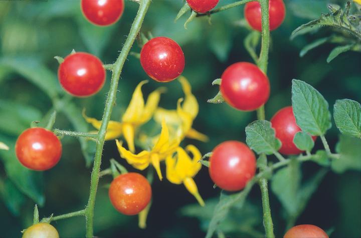 Produktbild Zollinger Bio Tomate, Peruanische Wildtomate (Früchtesamen)
