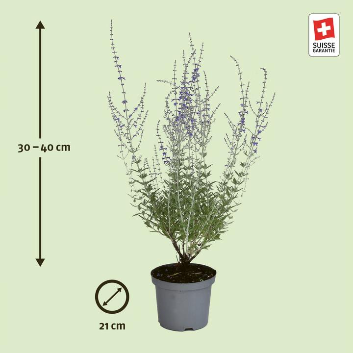 Produktbild Zulauf Blauraute / Perovskia 'Blue Spire' (30 cm)