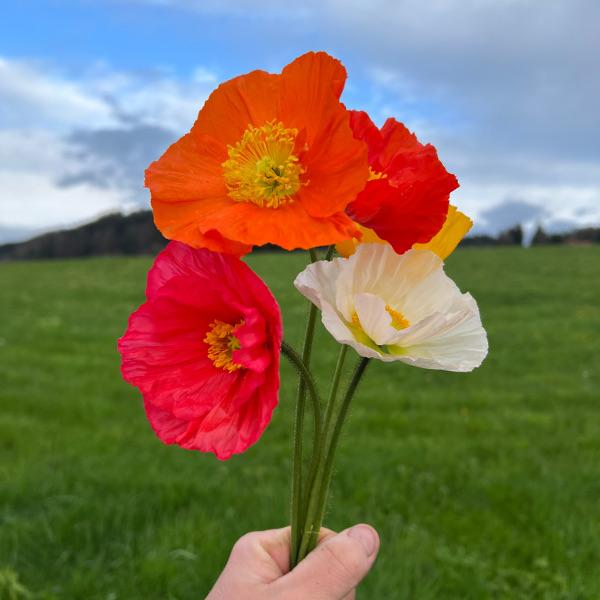 Produktbild Säntispracht 2 er Set, Der insektenliebende Islandmohn - Papaver nudicaule MIX (40 cm)