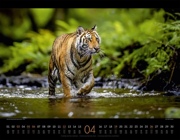 Image du produit Königreich der Katzen Kalender 2026 (54 x 42 cm, Anglais, Français, Allemand)