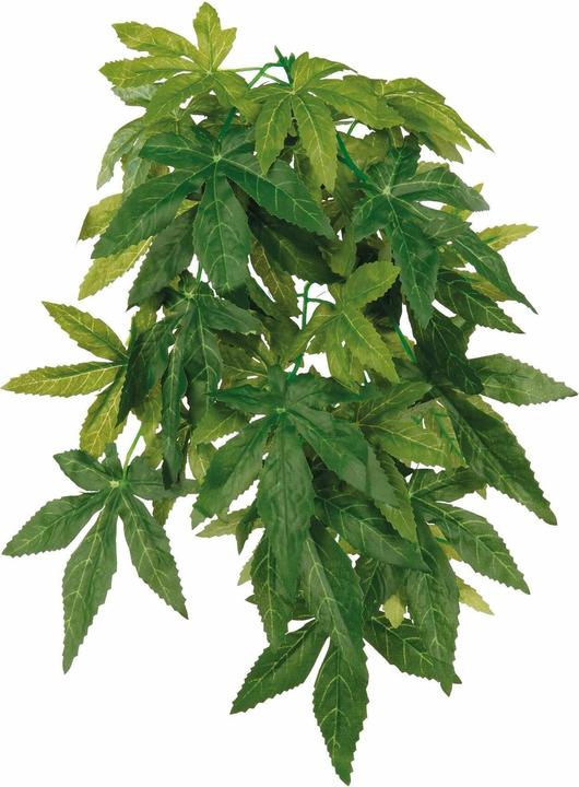 Trixie Abutilon