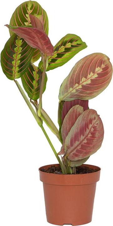 VEG and the City Tanara (Arrowroot - Maranta leuconeura tricolor) (35 cm)