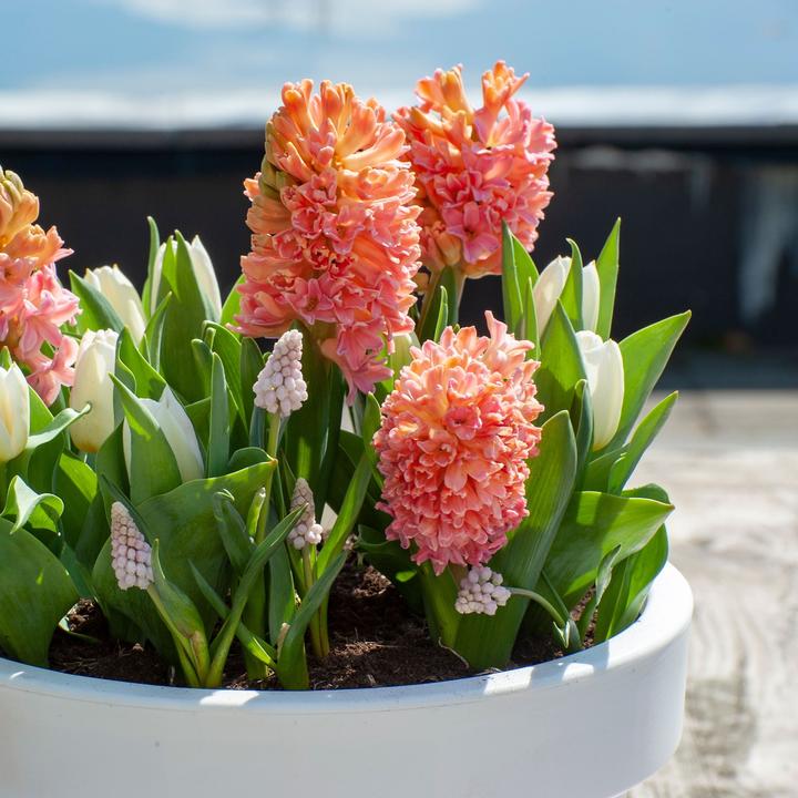 Produktbild Plant in a Box Hyacinthus Gipsy Queen - 15er-Set Hyazinthenzwiebeln (30 cm)