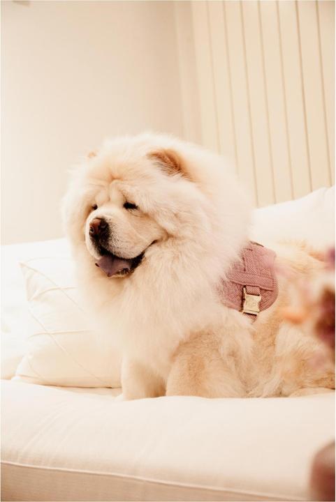 Produktbild Kentucky Dogwear Hundegeschirr Body Safe (XS, Hund, Allgemein)