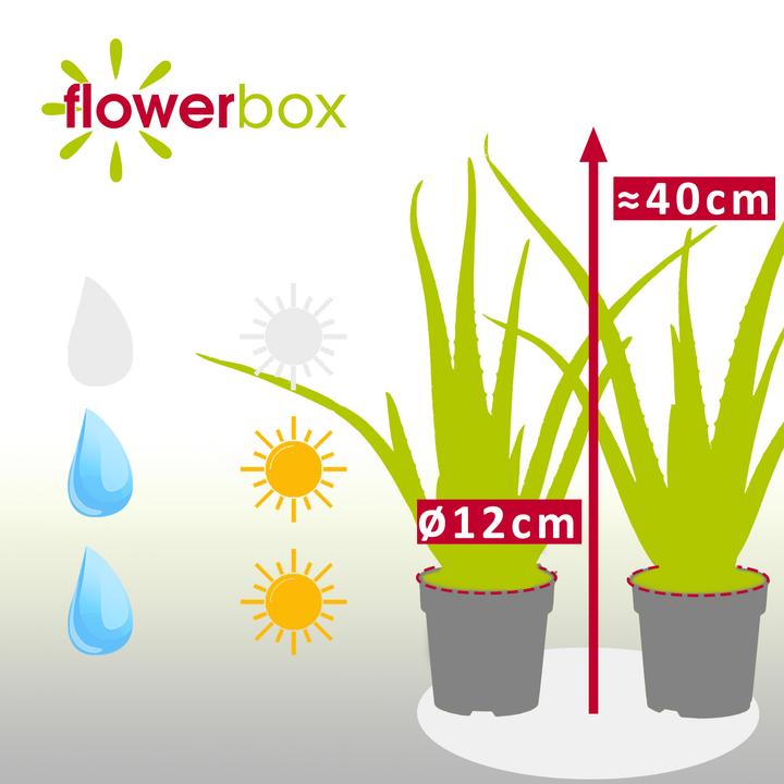 Image du produit Flowerbox Lot de 2 Aloès véritables - Aloe vera (40 cm)