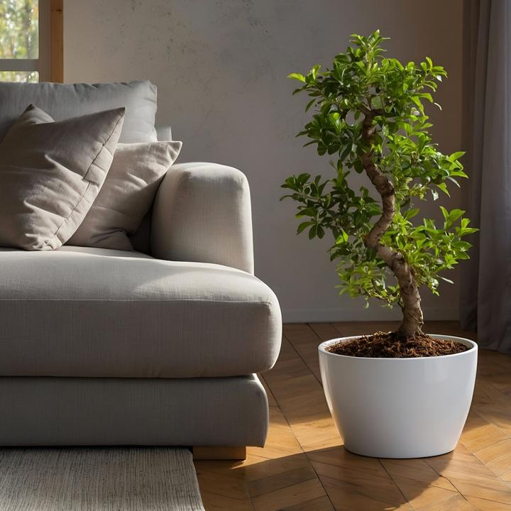 Immagine prodotto Plant in a Box Ficus microcarpa Ginseng - Bonsai a forma di S (65 cm)