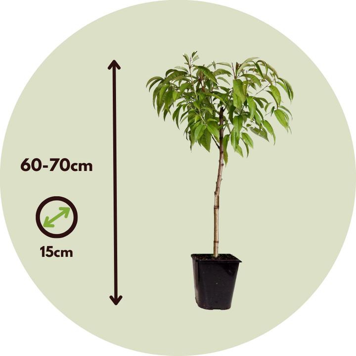 Image du produit Plant in a Box Prunus 'Bonanza' - Pêcher (60 cm)