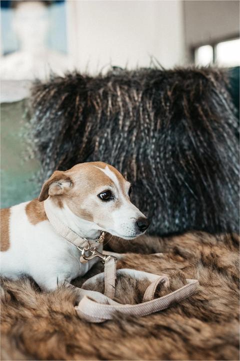 Actual product image Kentucky Dogwear Dog collar Wool (S, Dog, General)