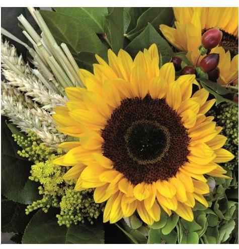 Sunflower with Straw