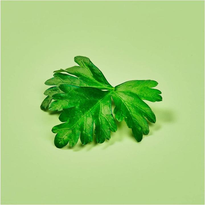 Immagine prodotto Plantui Coriandolo (Semi di erbe)