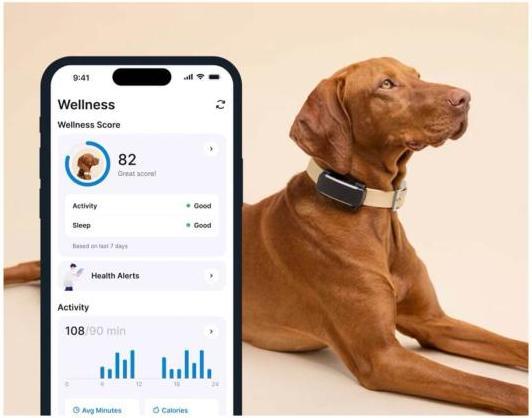 Immagine prodotto Tractive GPS Tracker Dog 6 (Cane, Passeggiare)