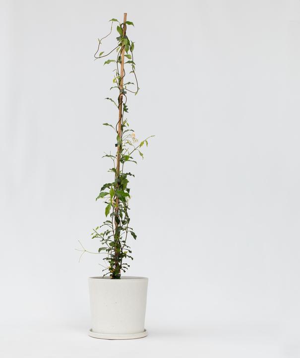Actual product image Plant in a Box Trachelospermum jasminoides 'Pink Showers' - (110 cm)