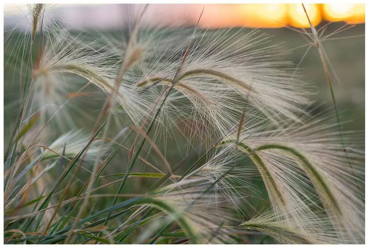 Produktbild Tokina AT-X M 56 mm f/1.4 Sony E (Sony E, APS-C / DX)