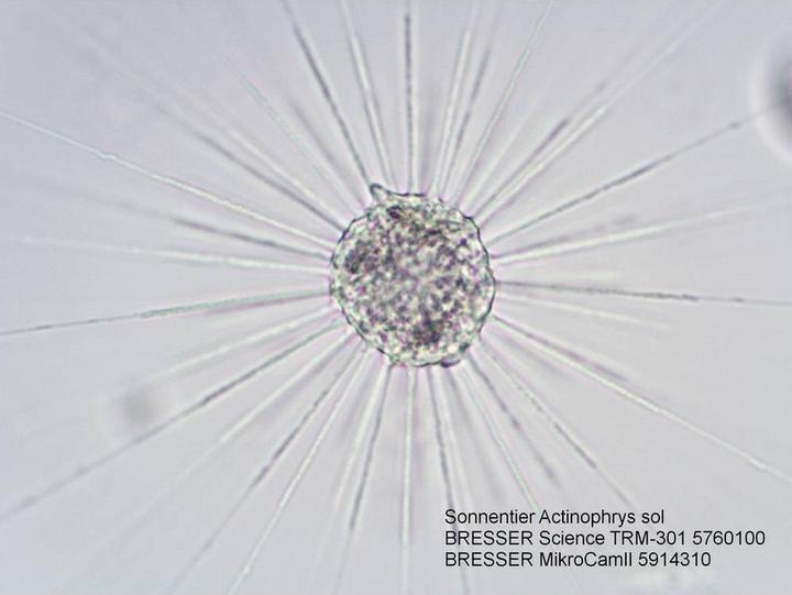 Actual product image Bresser Science TRM-301 Transmitted Light Microscope (23)