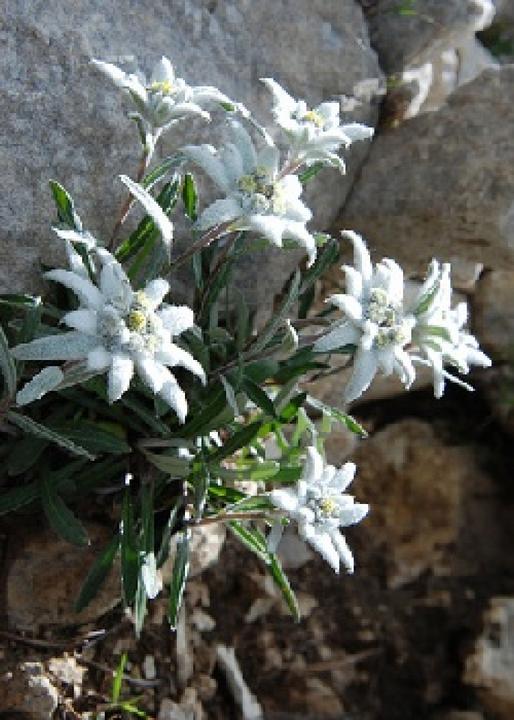 Actual product image Tropica Edelweiss (Bulbous plant)