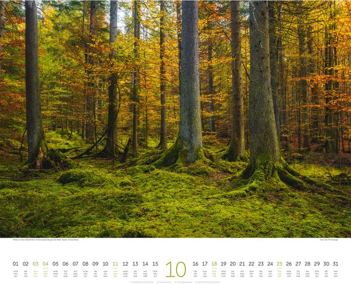 Immagine prodotto Wald Kalender 2026 (54 x 48 cm, Copertina rigida, Tedesco, Francese, Inglese)