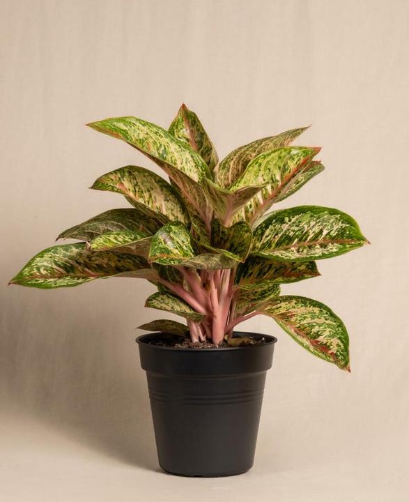 feey Aglaonema Painted Celebration (55 cm, Frisch umgetopft)