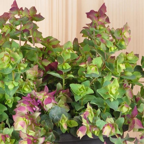 Produktbild Säntispracht Der durftausströmende Gartendost - Origanum rotundifolium 'Kent Beauty' (30 cm)