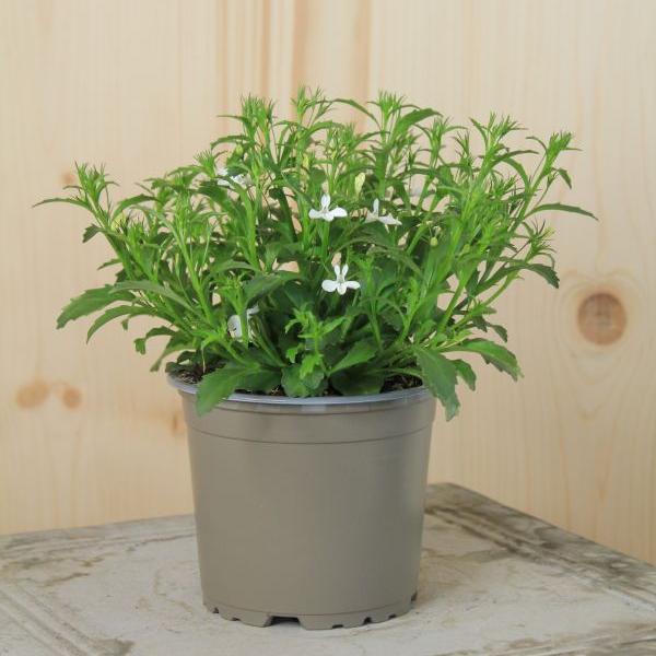 Produktbild Säntispracht 4 er Set, Männertreu - Lobelia erinus White (25 cm)