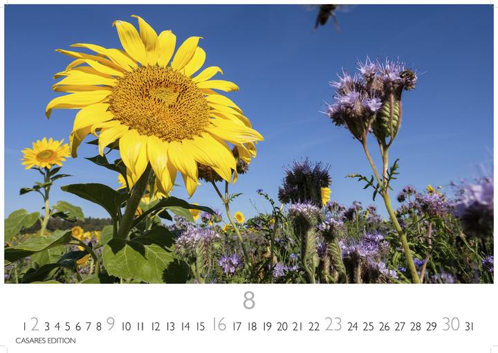 Produktbild Blumenwiese 2026 L 35x50cm (35 x 50 cm, Deutsch)