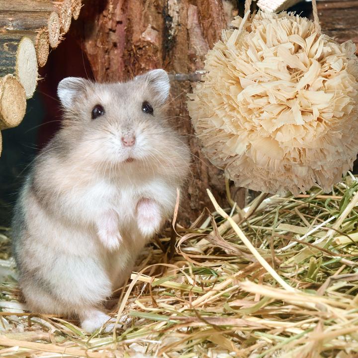 Actual product image Relaxdays Hamster accessories set