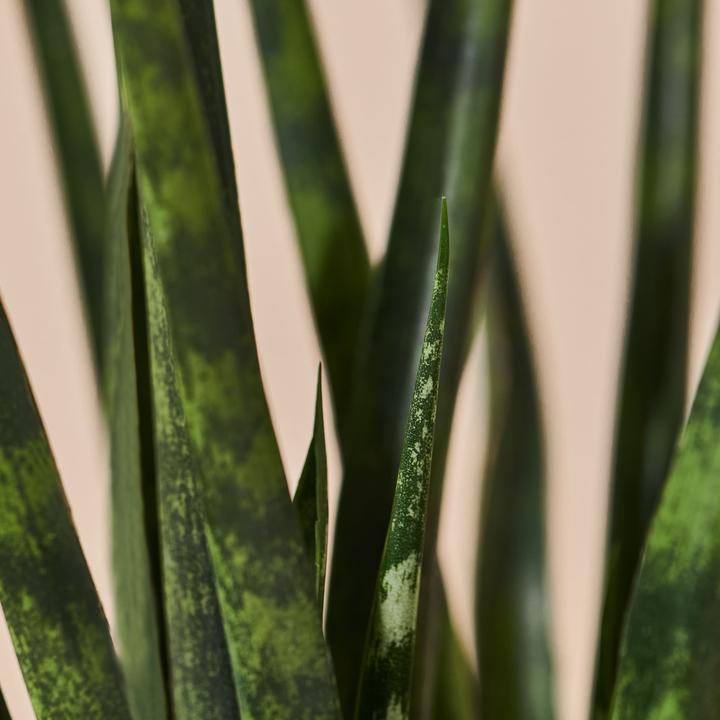 Immagine prodotto Mary and Plants Sansevieria Bacularis Mikado con vaso in terracotta (35 cm)