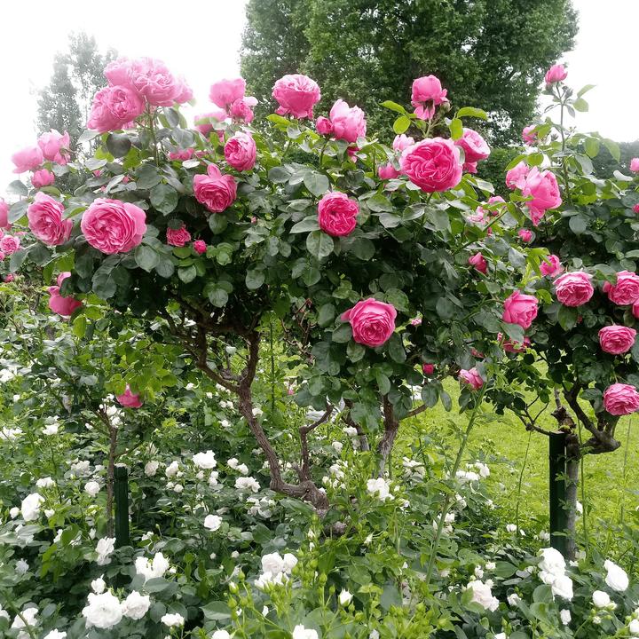 Produktbild Plant in a Box Rosa Palace 'Topkapi' - 2er-Set Stängelrosen (80 cm)