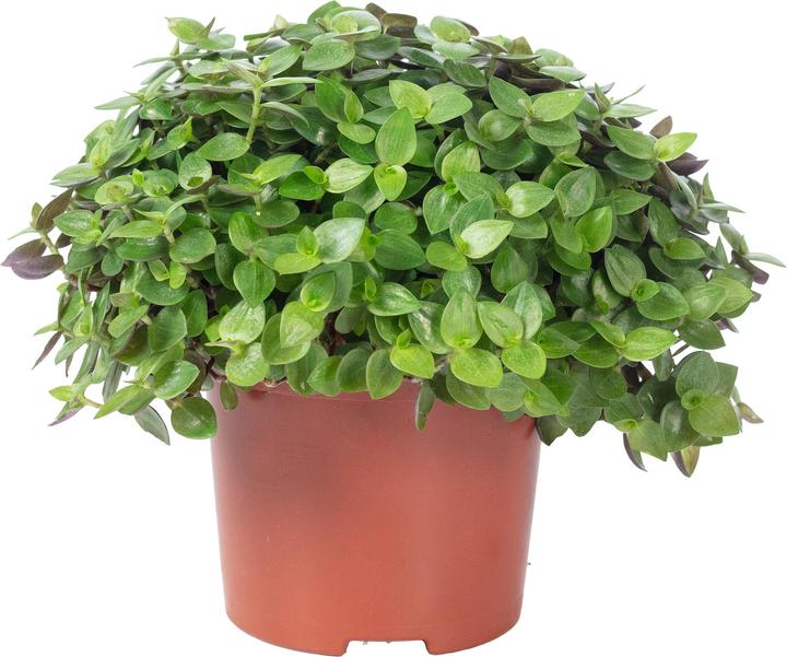 Flowerbox Kriechendes Schönpolster - Callisia Turtle "Smit Eden Elegance" (15 cm)