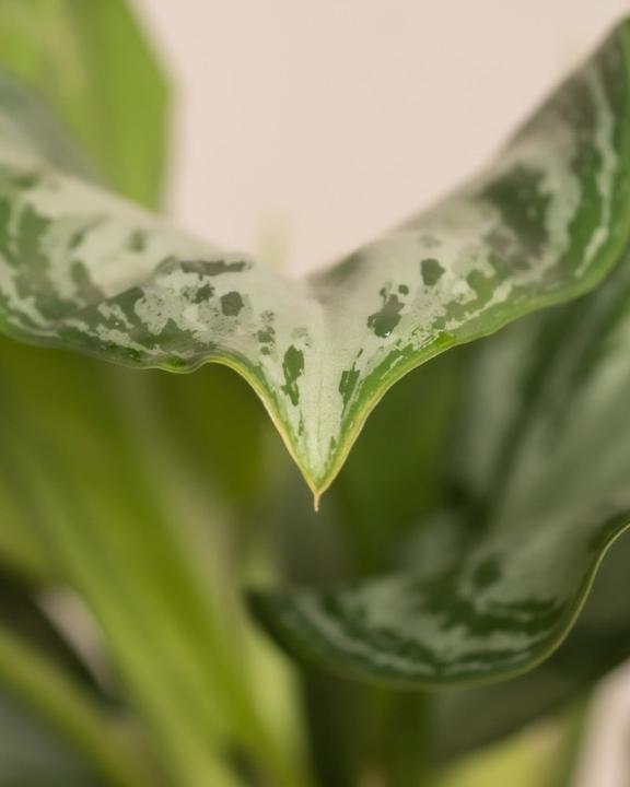Actual product image feey Aglaonema Silver Bay (55 cm, Freshly repotted)