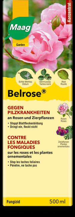 Produktbild Maag Belrose (Mehltau)