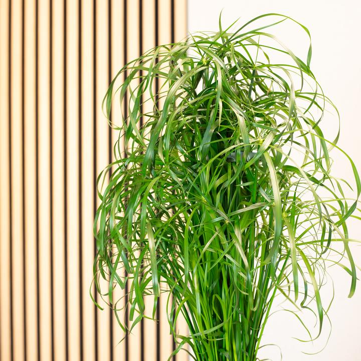 Immagine prodotto Flowerbox Erba di Cipro - Cyperus alternifolius (60 cm)