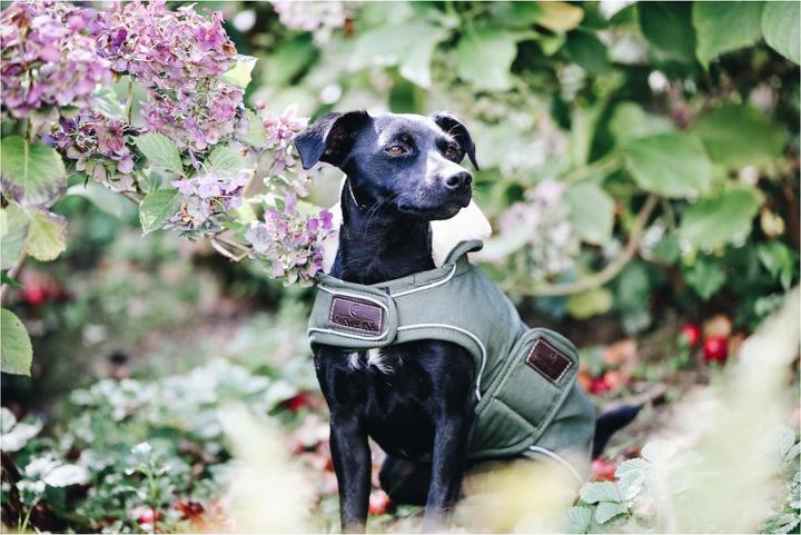 Produktbild Kentucky Dogwear Hundemantel wasserdicht 300g (XS, Hundemantel)