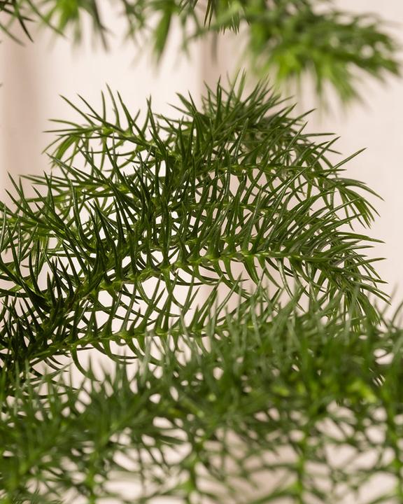 Actual product image feey Zimmertanne (55 cm, Animal friendly, Freshly repotted)