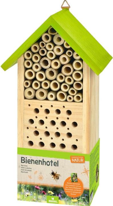 Expédition Nature (Abeilles sauvages)