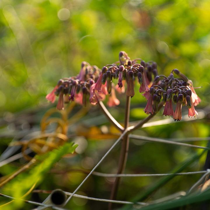 Immagine prodotto Viltrox AF 50mm F2.0 Air Nikon Z (Nikon Z, Full-frame)