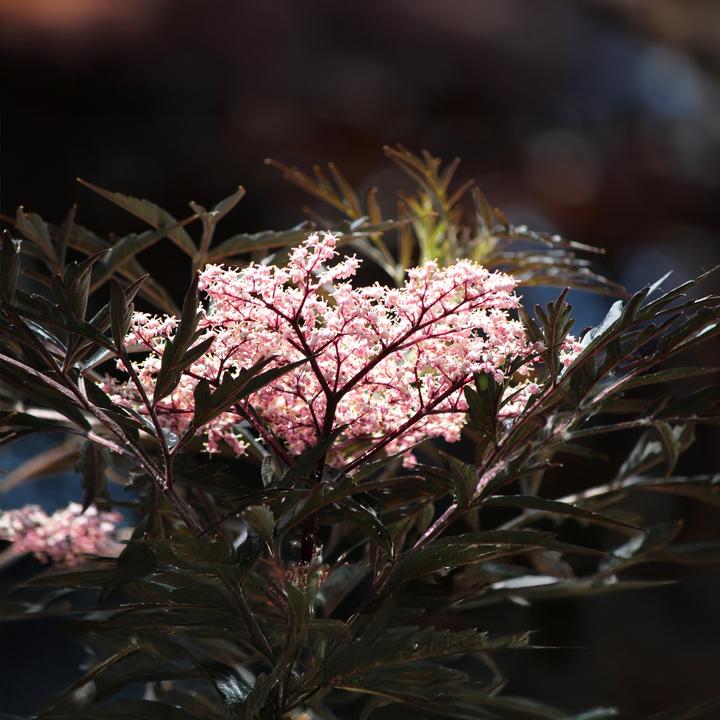 Actual product image Plant in a Box Sambucus nigra 'Black Lace' - set of 2 elderberries (25 cm)