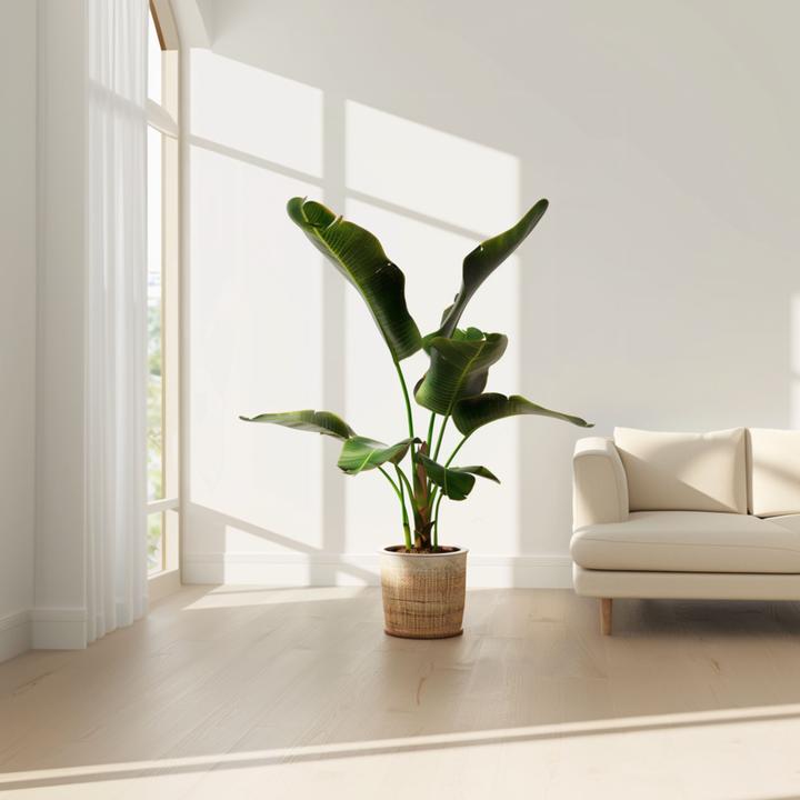 Produktbild Plant in a Box Musa Dwarf Cavendish - (90 cm)