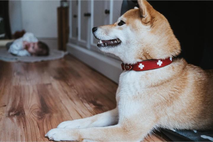 Actual product image Hunter Swiss (Dog, Dog sport)
