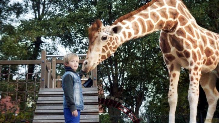 Produktbild Plaion Mein Freund, die Giraffe (DVD, 2017, Deutsch)