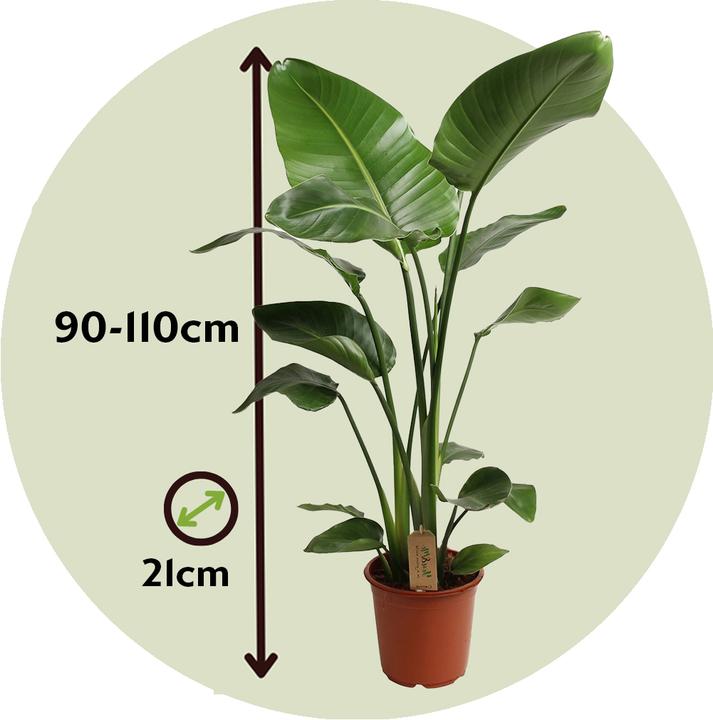 Produktbild Plant in a Box Strelitzia nicolai - Paradiesvogelblume (90 cm)