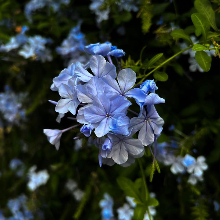 Actual product image Plant in a Box Plumbago auriculata - Set of 3 Male Loyalty (25 cm)
