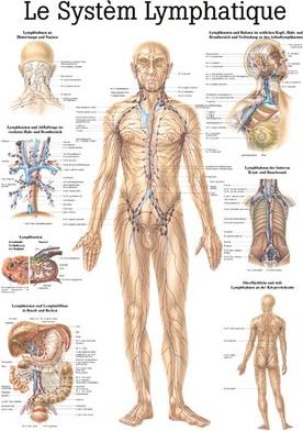 Produktbild Ruediger RÜDIGER Lehrtafel Lymphsystem 70 x 100 fr (70 x 100 cm)