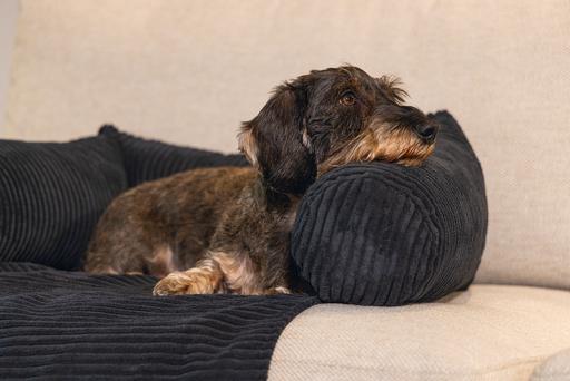 Actual product image Designed by Lotte Ribbed (Dog)