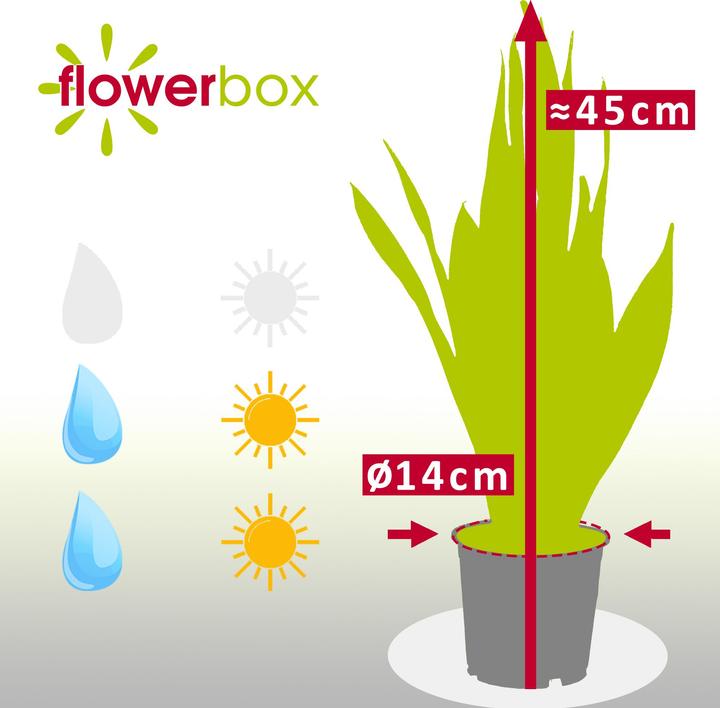 Actual product image Flowerbox Bow hemp - Sansevieria trifasciata Laurentii (45 cm)