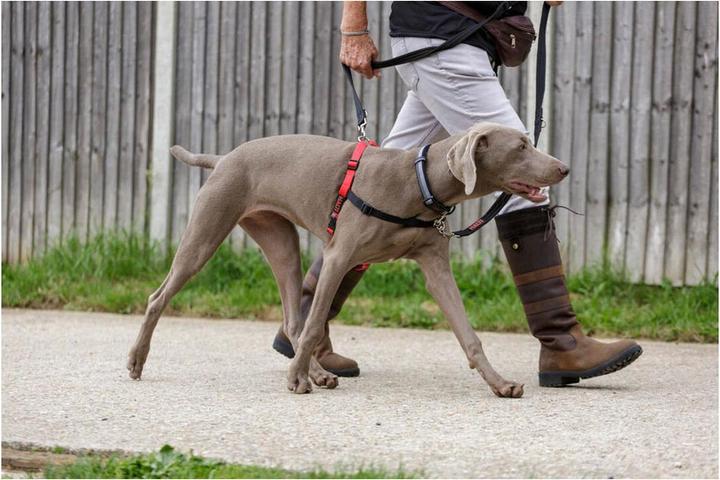 Produktbild Company of Animals Halti Antizug M Front Control (M, Hund, Allgemein)