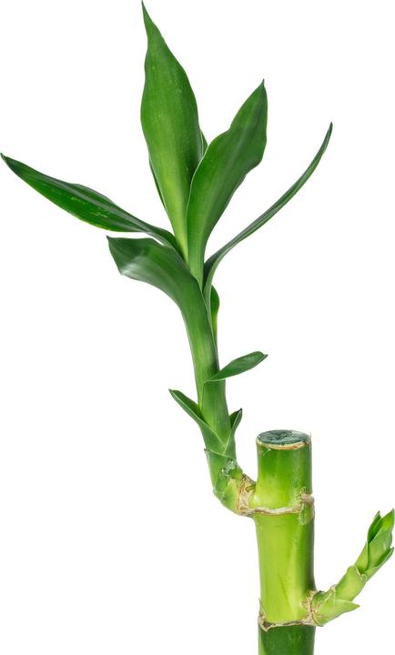 Produktbild Flowerbox Glücksbambus "Lucky Bamboo" - Dracaena Sanderiana (50 cm)
