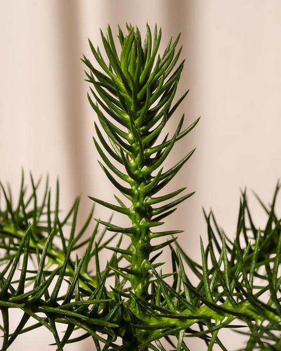 Actual product image feey Zimmertanne (55 cm, Animal friendly, Freshly repotted)