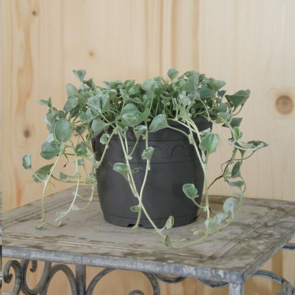 Produktbild Säntispracht 3 er Set, Silberregen - Dichondra Silver Falls (150 cm)