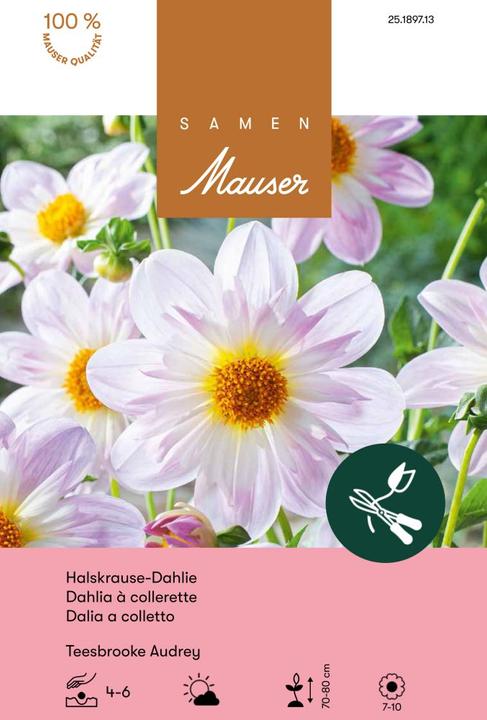 Produktbild Samen Mauser Halskrause-Dahlie Teesbrooke Audrey (Blumenzwiebel)